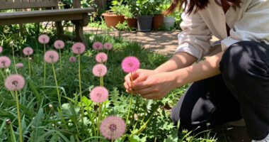 I Used To Hate Dandelions – Until I Discovered The Pretty Pink Version Designers Love