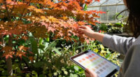 The 2026 Fall Foliage Forecast Is Out – When Will Your Garden Trees Reach Peak Color?