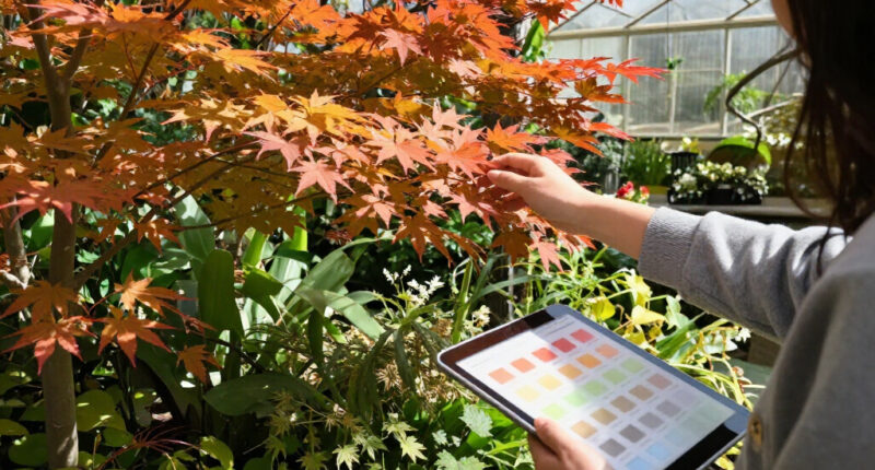 The 2026 Fall Foliage Forecast Is Out – When Will Your Garden Trees Reach Peak Color?