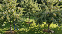 These 6 Fruit Trees Thrive On Neglect – For A Lush, Stress-Free Bounty You Can Enjoy Even In A Small Yard