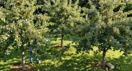 These 6 Fruit Trees Thrive On Neglect – For A Lush, Stress-Free Bounty You Can Enjoy Even In A Small Yard