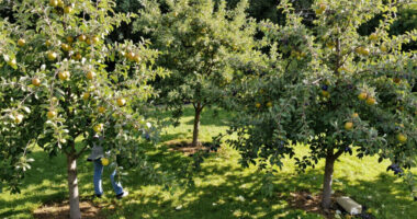 These 6 Fruit Trees Thrive On Neglect – For A Lush, Stress-Free Bounty You Can Enjoy Even In A Small Yard