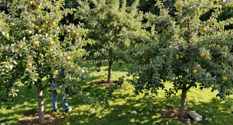 These 6 Fruit Trees Thrive On Neglect – For A Lush, Stress-Free Bounty You Can Enjoy Even In A Small Yard