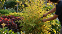 These 8 Gorgeous Fast-Growing Privacy Plants Create A Sanctuary Of Color, Texture And Fragrance Before Fall