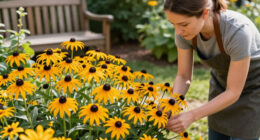 These Black-Eyed Susan Varieties Flower Even Longer Than Goldsturm For Bonny Blooms All Through Fall