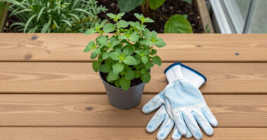 What Sam Neill Said About His Garden Before His Death Should Have Us All Thinking (And Planting) Differently.