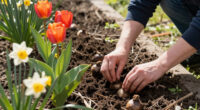 13 Best Spring Flowering Bulbs in 2026