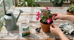 3 Best Fertilizers for Fuchsias in 2026