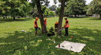 Crews Start To Remove Trees From San Francisco Waterfront Park - NBC Bay Area