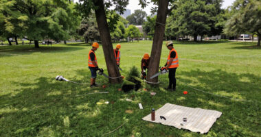 Crews Start To Remove Trees From San Francisco Waterfront Park - NBC Bay Area