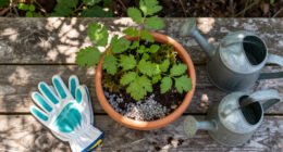 Does Gravel In The Base Of Pots Really Help Drainage? Get To The Bottom Of A Divisive Growing Topic