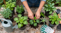 Ultimate Greenhouse Gardening Checklist 2026