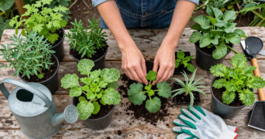 Ultimate Greenhouse Gardening Checklist 2026