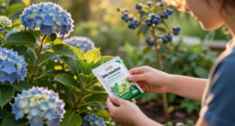 If Hydrangeas And Blueberries Thrive In Your Soil, Plant These 5 Acid-Lovers In September For Vibrant Blooms & Berries Next Year