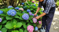 Is Your Hydrangea A Lazy Bloomer? 6 Easy September Fixes To Unlock A Gorgeous Comeback Next Year