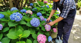 Is Your Hydrangea A Lazy Bloomer? 6 Easy September Fixes To Unlock A Gorgeous Comeback Next Year