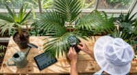 Preventive Monitoring Of Red Palm Weevil Continues In Buenos Aires Nurseries