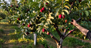 13 Best Jujube Trees for Home Orchards in 2027