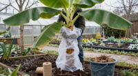 15 Best Banana Plant Winter Protection Supplies For Cold Climates