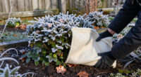 15 Best Perennial Winter Protection Products for 2027