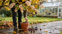 5 Clever Ways To Reuse Conkers In Your Home And Garden This Autumn – From Helping Wildlife To Deterring Pests