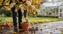 5 Clever Ways To Reuse Conkers In Your Home And Garden This Autumn – From Helping Wildlife To Deterring Pests