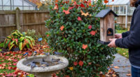 9 Ways To Attract More Birds To Your Yard This Fall—And Help Them Thrive