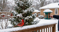 How To Help Cardinals Through Winter – 7 Ways To Support These Beautiful Birds In October
