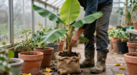 How To Overwinter Banana Plants