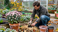 How To Overwinter Hardy Garden Chrysanthemums
