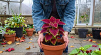 How To Save Your Coleus Before The First Frost