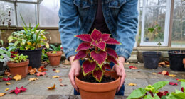 How To Save Your Coleus Before The First Frost
