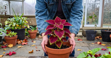 How To Save Your Coleus Before The First Frost