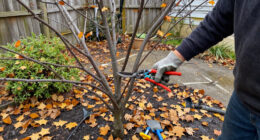 Think Twice Before Pruning Trees In October – Only These 3 Exceptions Can Tolerate A Light Trim