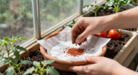 This Coffee Filter Trick Helps Dry Your Freshly Harvested Seeds So You Can Cultivate Bigger Yields Next Year