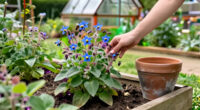 What Is Borage? Learn To Grow This Pollinator-Friendly Herb