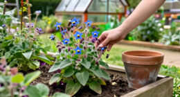 What Is Borage? Learn To Grow This Pollinator-Friendly Herb