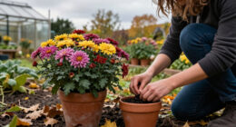 What Your Mums Need In October – 5 Secrets To Better Blooms This Fall And Next Year